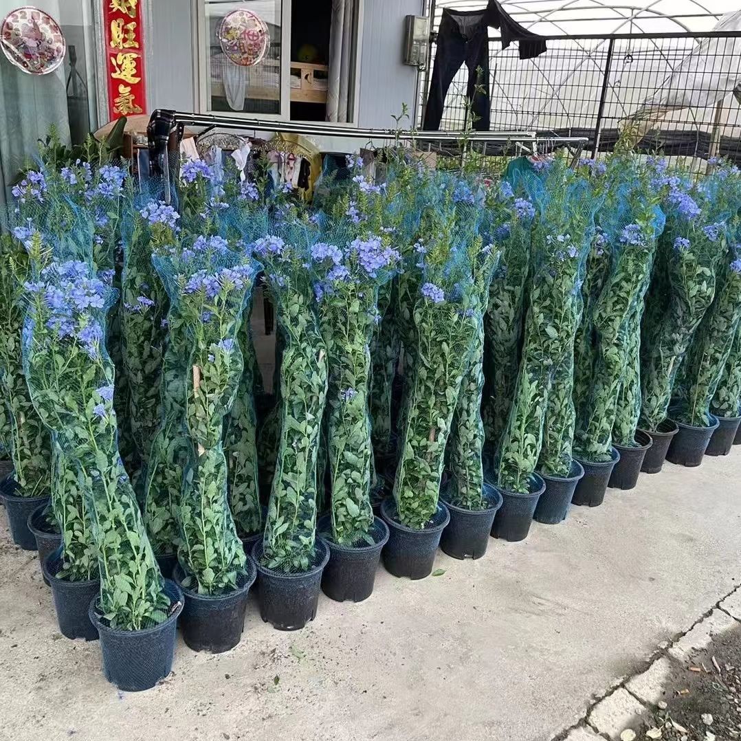 10m 30m 50m Bloempotbeschermin - Bonsai Garden Pot recensie en prijs