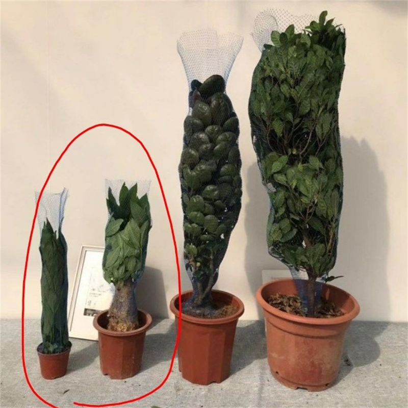 10m 30m 50m Bloempotbeschermin - Bonsai Garden Pot recensie en prijs